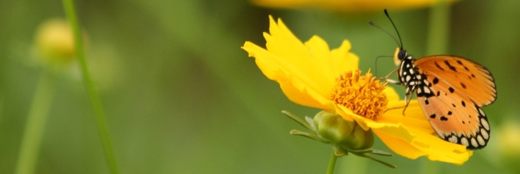 KANCHANA Foundation KANCHANA Foundation